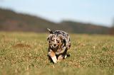 BERGER AUSTRALIEN PUPPIES 751